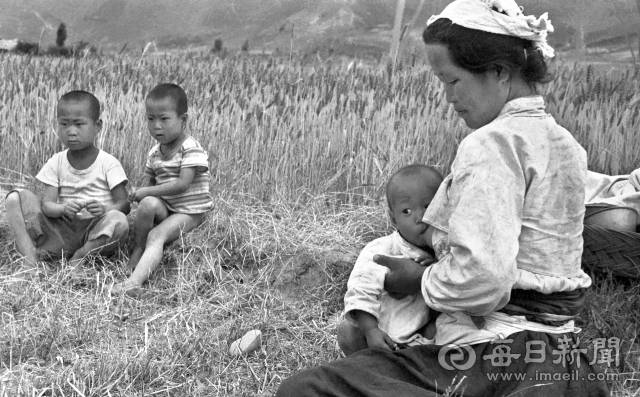 1961년 6월 9일 경북의 한 들판에서 보리와 밀을 수확을 하던 아낙네가 갓난아이에게 젖을 물리며 땀을 식히고 있다. 사진=매일아카이빙센터