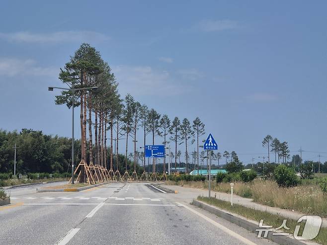 남강릉IC 일대 칠성로 명품소나무 가로수길.(강릉시 제공, 재판매 및 DB 금지) 2025.6.20/뉴스1