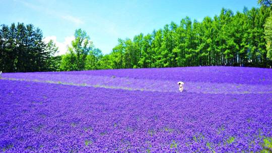 보랏빛 라벤더밭 '팜 도미타'(한진관광 제공)