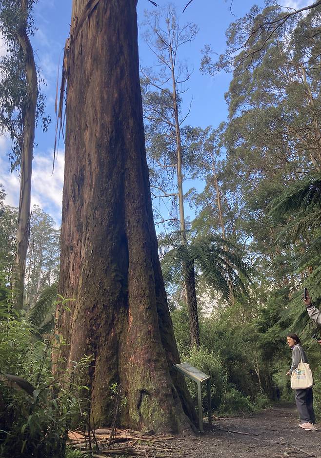 깁슬랜드 타라불가 국립공원은 울창한 냉온대 우림이 어우러진 곳이다. 원시 자연을 목도한 듯한 기분이 든다. 거대한 자연을 탐험하게 하는 독특한 여행지다. 박미향 기자