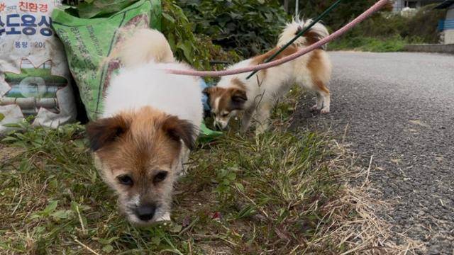 달님이가 해외입양을 떠난 뒤로 꽃님이는 더욱 별님이의 곁을 떠나지 않게 됐다. 동그람이 정진욱