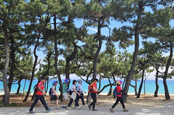 경포 해변에서 송정 해변 사이 해송숲길을 걷고 있는 축제 참가자들.