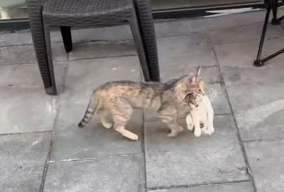 입에 새끼를 물고 온 길고양이. 사진=숭굴루 동물병원 인스타그램