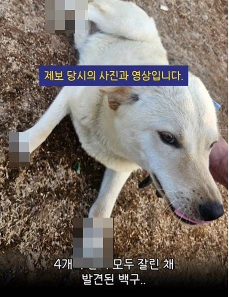 네 발이 모두 잘린 채 구조된 백구. 절단된 부분은 모자이크처리. 자료 : 동물권단체 케어 인스타그램