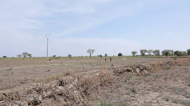 카메룬 최북단주에서 가뭄으로 말라붙은 논밭 (마가<카메룬>=연합뉴스) 전석우 기자 = 연합뉴스 취재팀이 지난 10일(현지시간) 찾은 카메룬 최북단주 마가지역의 마가호수 인근 마을. 가뭄으로 논밭이 말라붙었다. 2025.6.20 jujitsusw@yna.co.kr
