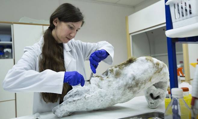 콜로설 바이오사이언스의 연구원이 얼어붙은 매머드의 코에서 조직 샘플을 채취하고 있다. Colossal 제공