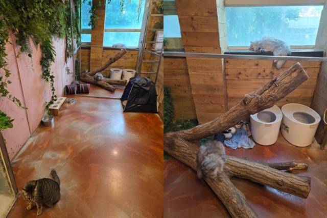 지난 6월 초 서울 마포구 소재 동물카페를 방문한 제보자가 촬영한 당시의 모습. 현행법상 반려동물로 분류되는 고양이와 페럿이 한 공간에 있다. 제보자 제공