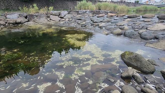 오늘(22일) 낮 제주시 내도동 도근천 물고기 집단폐사 현장. 사진은 폐사 구간 상류 부분. (사진, 신동원 기자)