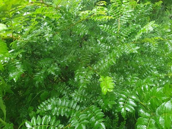 초피나무 / 사진=오충근