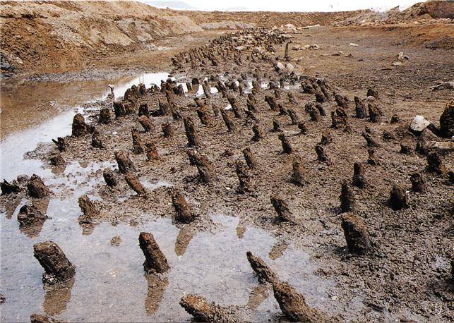 국가유산으로 지정된 지 41년이 된 완도 청해진 유적을 대표하는 해안가 목책열. 장도 해안을 경비하기 위한 초소와 방어시설로 세워졌던 흔적이다./목포대