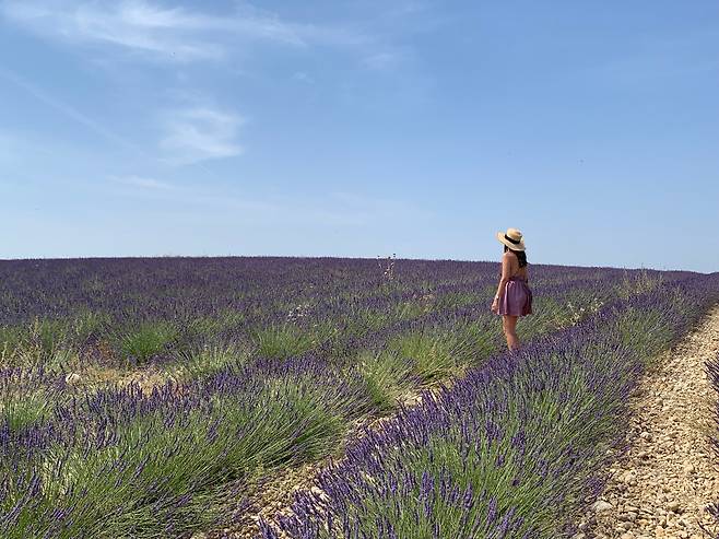 프로방스 발렌솔(Valensole)의 라벤더밭. 부드럽게 구불거리는 들판에 하늘하늘 흔들리는 연보라색 꽃밭은 그야말로 자연이 만든 시(詩)다./박진배