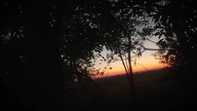 우크라이나군과 벨트 취재진이 러시아군 광섬유 드론을 피해 숲속에서 촬영한 영상 캡처 (출처 : Welt)