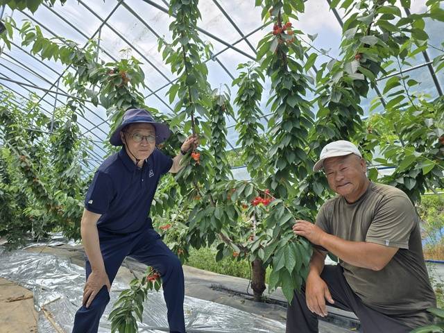 장상억 강원 동해 묵호농협 조합장(왼쪽)이 2022년 산불 피해를 봤던 만우동 산지에 체리농원을 조성한 농가와 18일 체리 작황을 살펴보고 있다.
