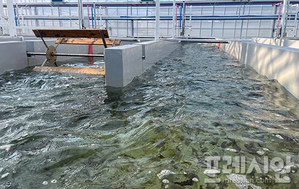 ▲전북도 수산기술연구소가 개발한 육상 김 양식장 내부 모습. ⓒ전북특별자치도