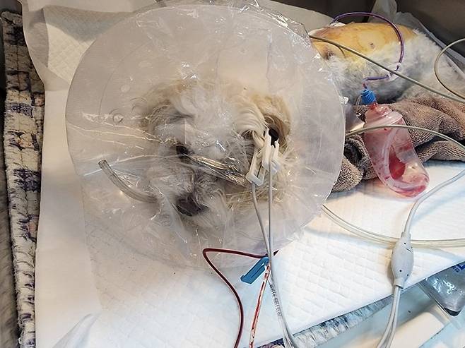 사진제공ㅣ넬동물의료센터