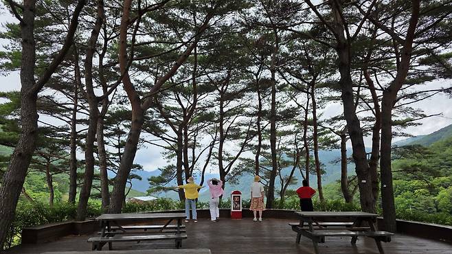 솔바람이 골짜기를 타고 불어와 더없이 시원한 보현산 휴양림.