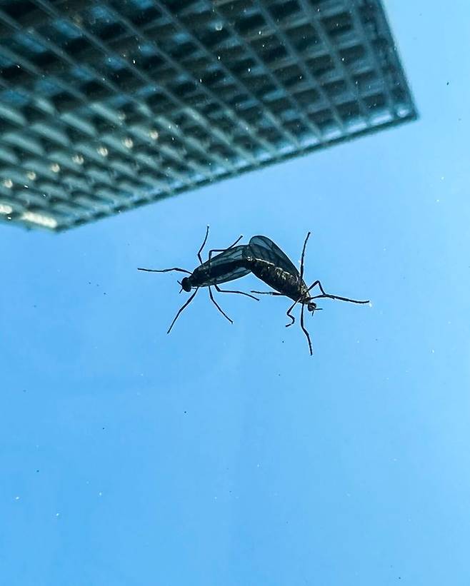 '러브버그'. ⓒ 뉴시스.