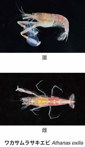 ‘와카사무라사키에비’(학명 Athanas exilis) 수컷(위쪽)과 암컷의 모습. 수컷은 암컷과 달리 넓고 납작한 ‘부채형 집게발’을 가졌다. 교토대 홈페이지 캡처