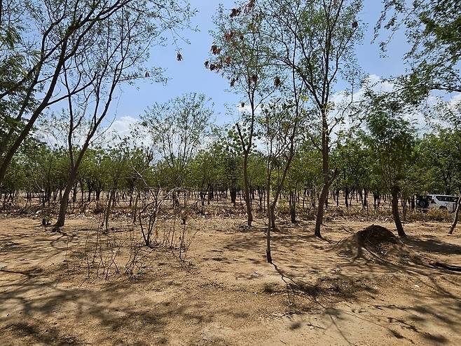 카메룬 미나와오 난민캠프의 나무들 (마요차나가<카메룬>=연합뉴스) 노재현 기자 = 지난 11일(현지시간) 카메룬 최북단주 마요차나가 지역에 있는 미나와오 난민캠프. 난민들이 심은 나무들이 빽빽한 모습이다. 2025.6.24 nojae@yna.co.kr