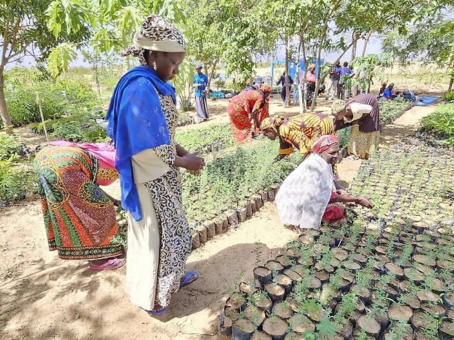 카메룬 미나와오 난민캠프 내 모종들 (마요차나가<카메룬>=연합뉴스) 노재현 기자 = 지난 11일(현지시간) 카메룬 최북단주 마요차나가 지역에 있는 미나와오 난민캠프 내 묘목장. 2025.6.24 nojae@yna.co.kr