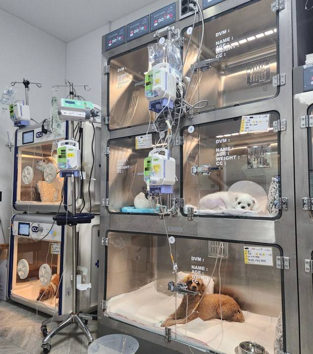 동물병원 온열환자 입원실
