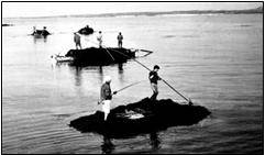 사진: 우근호, 1973년-남성들이 '터우'를 타고 '노랑쟁이'를 채취하고 있다. '노랑쟁이'도 거름으로 사용했다. 요즘 중국에서 제주로 밀려오는 '괭생이모자반' 때문에 골치를 앓고 있지만, 과거엔 귀한 '풍조'였다. 어부들이 배를 타고 물고기를 잡다가도 '풍조'가 밀려오면 하던 일을 모두 접고 '풍조'를 건져야 했다. '풍조'는 공짜로 얻는 거름이기 때문이다.