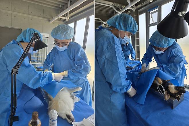 로얄동물메디컬그룹 의료진이 구조동물들의 중성화 수술을 진행하고 있다(CRK 제공). ⓒ 뉴스1