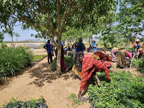 카메룬 미나와오 난민캠프에서 난민들이 모종을 다듬는 모습 (마요차나가<카메룬>=연합뉴스) 노재현 기자 = 지난 11일(현지시간) 카메룬 최북단주 마요차나가 지역에 있는 미나와오 난민캠프 내 묘목장. 2025.6.24 nojae@yna.co.kr