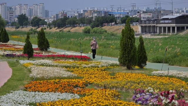 ▲ 충북 청주시 무심천 꽃정원. /남연우 기자