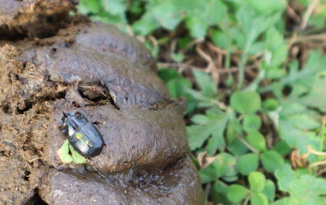 멸종위기 야생생물 애기뿔소똥구리. 제주테크노파크 제공