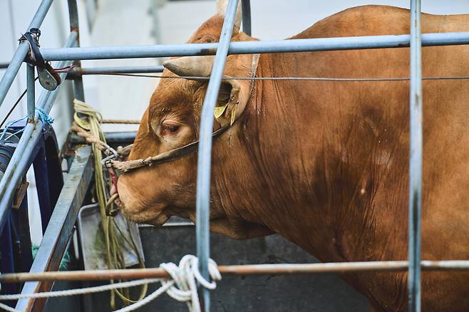 싸움소가 코뚜레에 연결된 짧은 줄로 얼굴이 고정된 채 운송 트럭에 실려 있다. 동물해방물결·동물을위한마지막희망(LCA) 제공