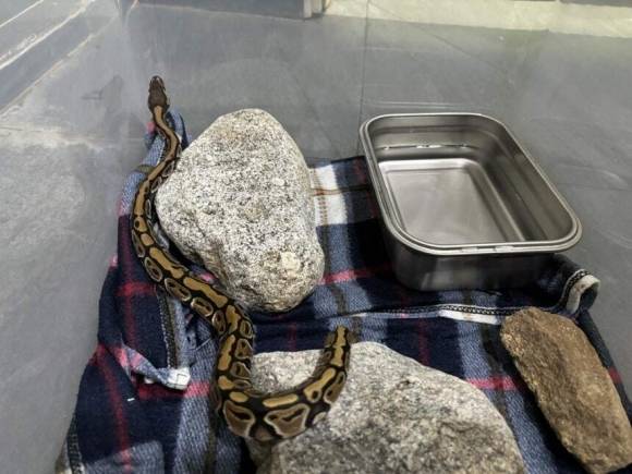 강원도 양양의 한 호텔서 발견된 비단뱀. 국립공원야생생물보전원 북부보전센터 제공