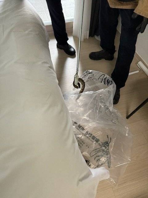 관계자들이 호텔 객실에서 비담뱀을 포획하는 모습. 양양소방서 제공
