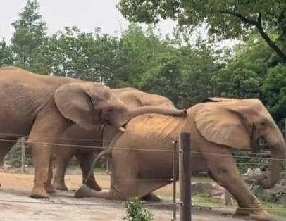 중국 상하이 야생동물원에서 아프리카코끼리가 집단 괴롭힘을 하는 듯한 모습이 목격됐다./인스타그램
