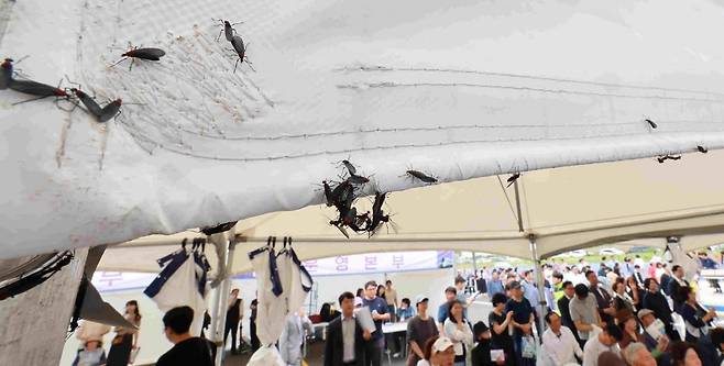 27일 인천 서구 신검단중앙역에서 열린 인천도시철도 1호선 검단연장선 개통기념식장 텐트에 러브버그들이 몰려들어 붙어 있다. 사진=연합뉴스