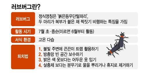 러브 버그(붉은등우단털파리)는 암수가 짝짓기 상태로 비행하며 고온다습한 환경을 좋아하는 특성을 가졌다. 올해 러브 버그는 6월 중순부터 내달 초까지 발생할 것으로 알려졌다. 질병을 옮기지 않고 오히려 토양을 비옥하게 만드는 익충이지만, 생김새로 인해 시민에게 혐오감을 주기도 한다. /시각물=김지영 디자인 기자.