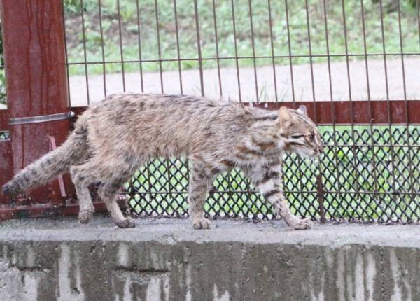 안산갈대습지서 발견된 삵. /사진제공=안산환경재단