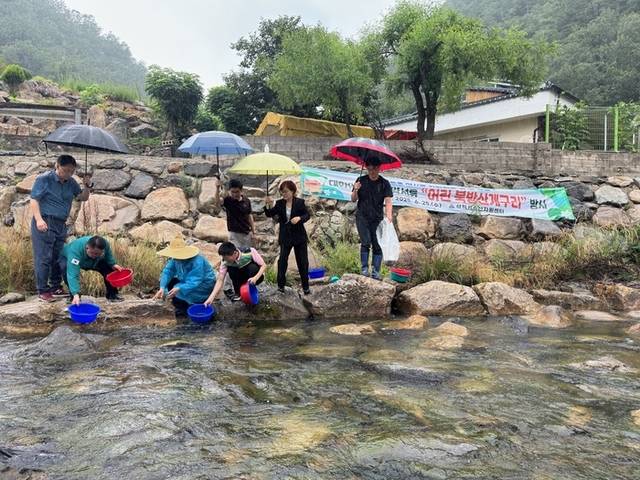 ▲ 삼척시는 최근 오십천과 마읍천 일원에 수상생물과 육상생물 사이 먹이사슬을 잇는 중요한 역할을 하는 어린 북방산개구리 5만마리를 방사했다.