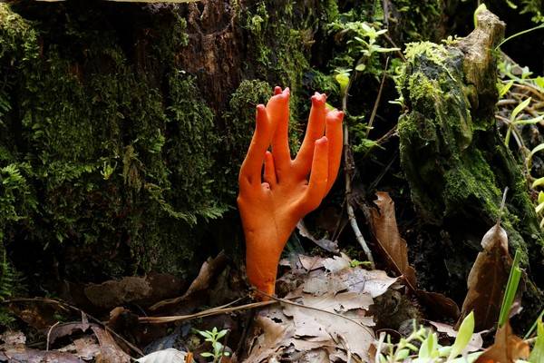 붉은뿔사슴버섯./사진=국립수목원 제공