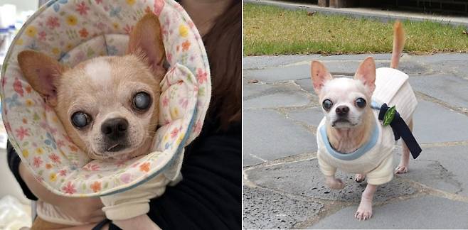 2년 전 백내장 3기로 실명 위기에 처했던 모습(왼쪽)과 수술 후 최근 모습(나롱맘 제공) ⓒ 뉴스1