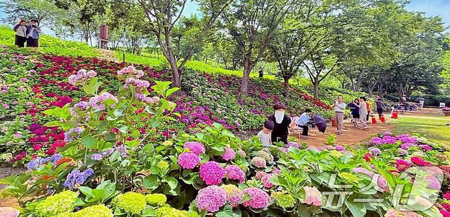 휴일인 29일 구미 양포동 '다온숲'에 3만 2000여송이의 수국이 활짝 펴 시민들의 발길이 이어지고 있다.(구미시 제공. 재판매 및 DB금지) ⓒ News1 정우용 기자