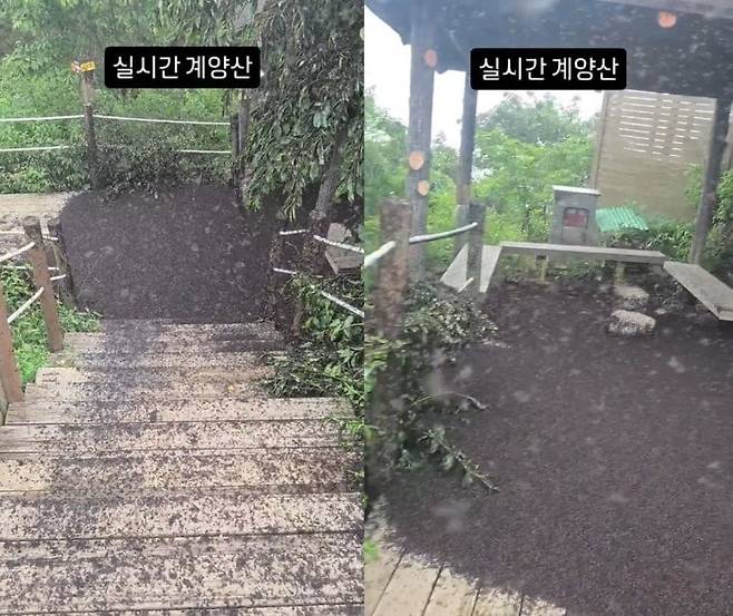 28일 인천 계양산에 나타난 러브버그 모습. /인스타그램 kimlark34