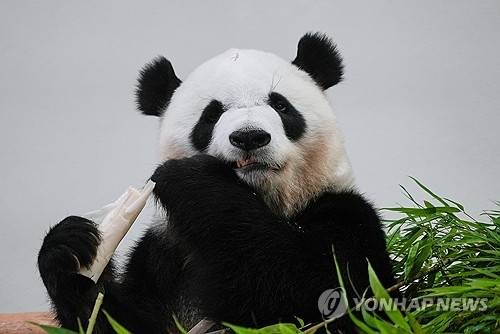 어드벤처 월드에 있던 판다 ‘사이힌’. AP 연합뉴스 자료사진