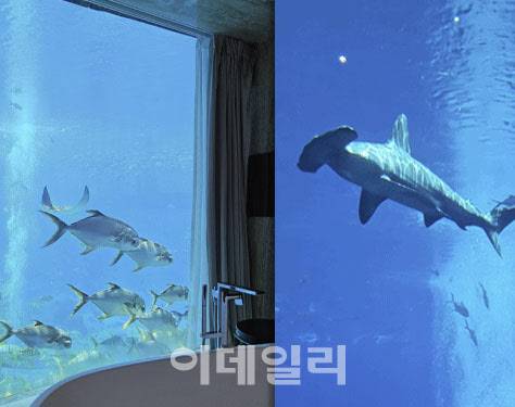 중국 하이난성 싼야시의 아틀란티스 싼야 스위트룸 창밖으로 물고기들이 헤엄치고 있다. (사진=이데일리 이명철 특파원)