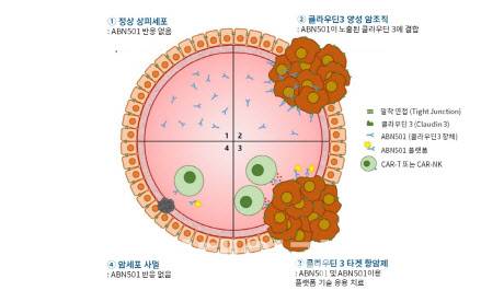 에이비온의 ABN501 작용기전 (자료=에이비온)