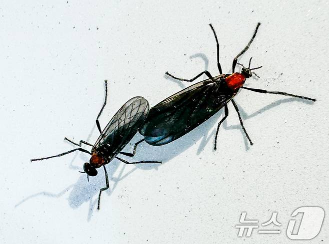 '러브버그'로 알려진 붉은등우단털파리.2024.6.20/뉴스1 ⓒ News1 이재명 기자