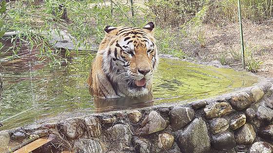 남부지방에 폭염주의보가 내려진 28일 오후 3시 광주광역시 북구에 위치한 우치 공원 동물원(우치 동물원)에서 벵갈 호랑이 '호광이'가 야외 풀에 몸을 담근 채 개구호흡을 하며 폭염과 싸우고 있다. 호광이는 경기도 부천의 한 실내동물원에서 지내며 정형행동을 보이다 올해 초 구조돼 우치동물원으로 옮겨졌다. 사진 정은혜 기자