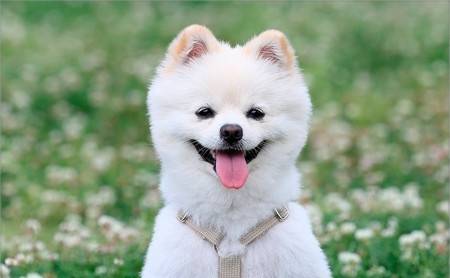 반려동물 강아지