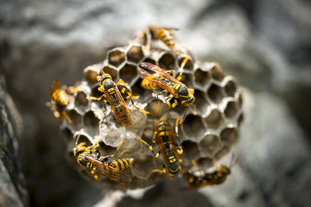 여름철에는 벌의 활동이 많아 벌독 알레르기를 주의해야 한다. 이미지투데이