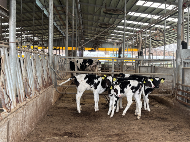 충남도(도지사 김태흠)가 축산농가의 경영 부담 완화를 위해 사료 구매 자금에 대해 올해 하반기 764억원 규모의 융자 지원을 추진한다. 사진은 충남 홍성군의 한 낙농농가.